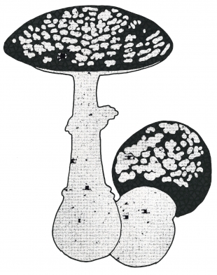 Kajetan Kovič image