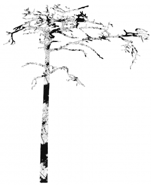 Lucija Stupica image