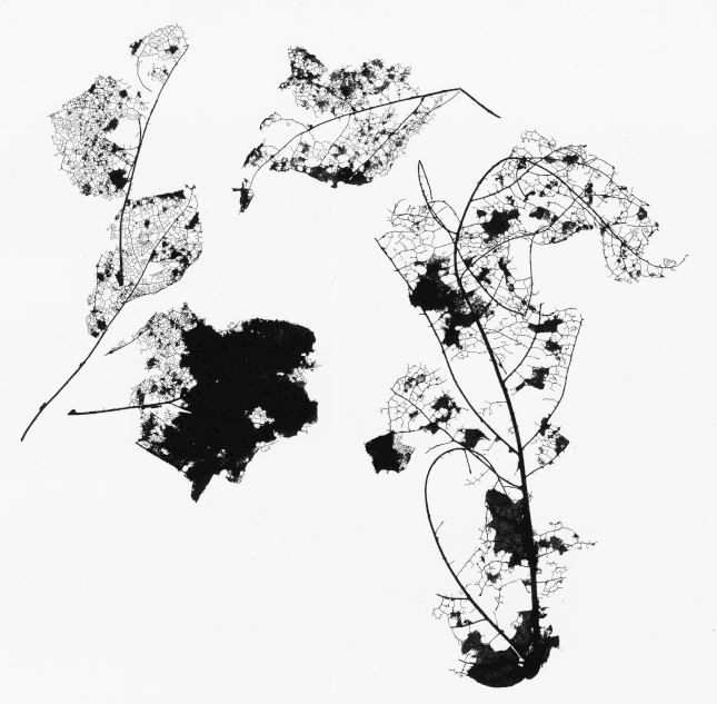 Lucija Stupica image