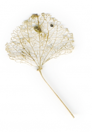 Tomaž Šalamun image